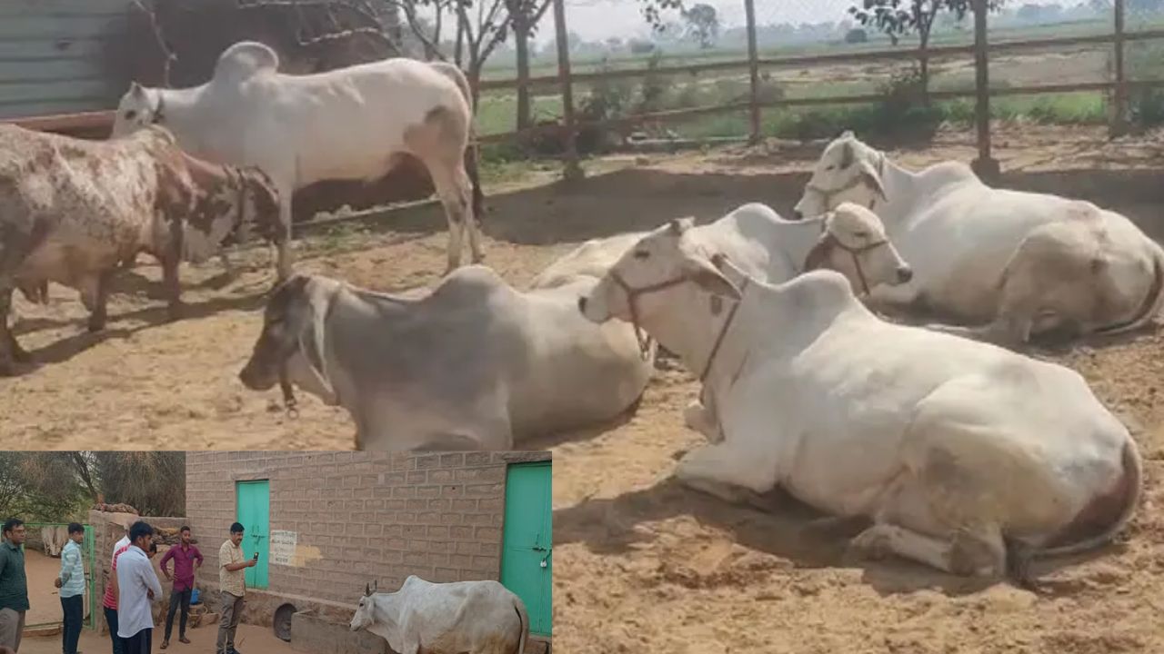पशुओं की जान ले रहा कर्रा रोग, पशुपालन मंत्री ने जारी किए बचाव के निर्देश