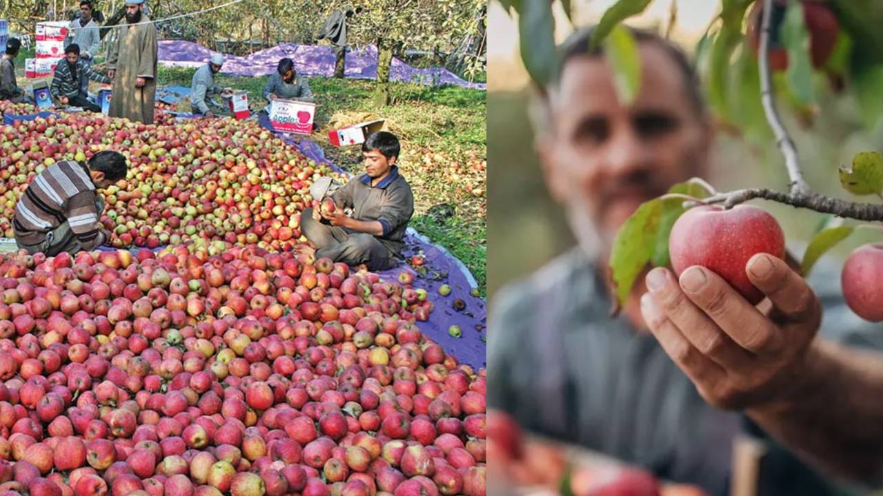 मुश्किल में जम्मू-कश्मीर में सेब उगाने वाले- सीमा पर तनाव और खराब मौसम ने दी दोहरी मार