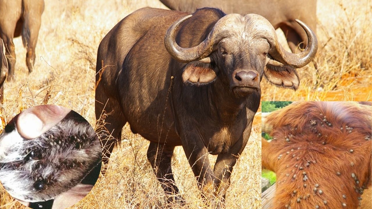 पशुओं में किलनी, जू और चिचड़ से छुटकारा पाने के आसान देसी उपाय
