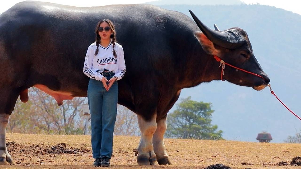 मिलिए ‘किंग कॉन्ग’ से, 6 फीट 8 इंच वाला दुनिया का सबसे ऊंचा भैंसा