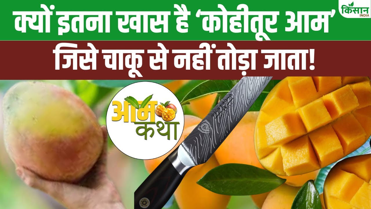 एक आम की कीमत है 1500 रुपये तक, पश्चिम बंगाल के नवाबों से जुड़ा है इतिहास