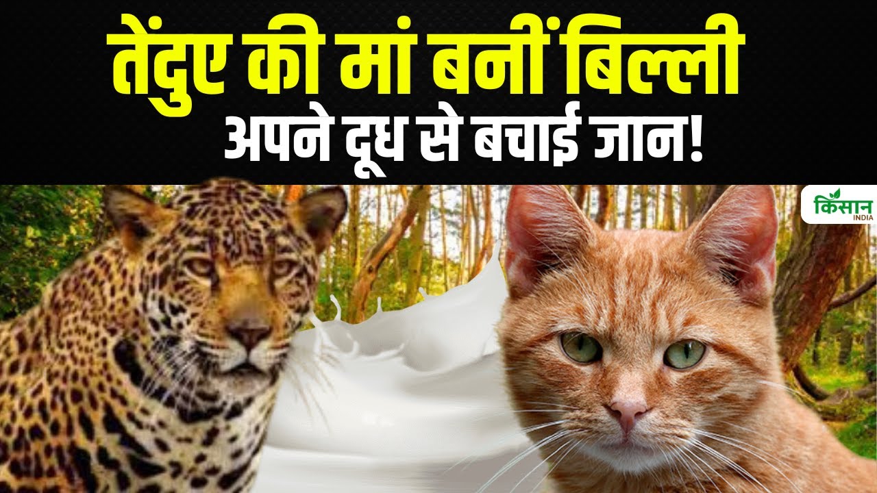 नहीं थी तेंदुए की मां, बिल्ली के दूध ने बचाई जान