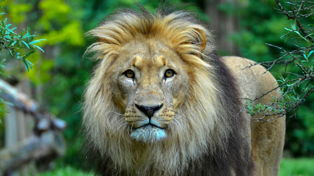 गुजरात की धरती पर फिर गरजी दहाड़, 5 साल में शेरों की संख्या में ऐतिहासिक बढ़त