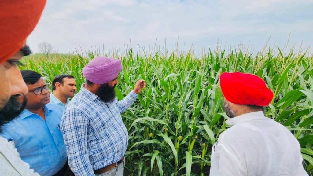 उत्तर प्रदेश के कृषि शिक्षा एवं अनुसंधान राज्य मंत्री बलदेव सिंह औलख ने बिलासपुर के ग्राम कुआ खेड़ा में मक्का की फसल का निरीक्षण किया और किसानों द्वारा वैकल्पिक फसल अपनाने को सराहनीय कदम बताया.