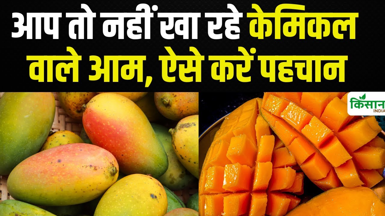 कहीं आप भी तो नहीं खा रहे नकली आम, ऐसे करें असली की पहचान