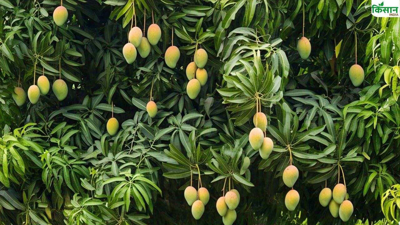 किसान का कमाल.. एक ही पेड़ पर फल रहा है अलग-अलग देश के 80 किस्मों का आम