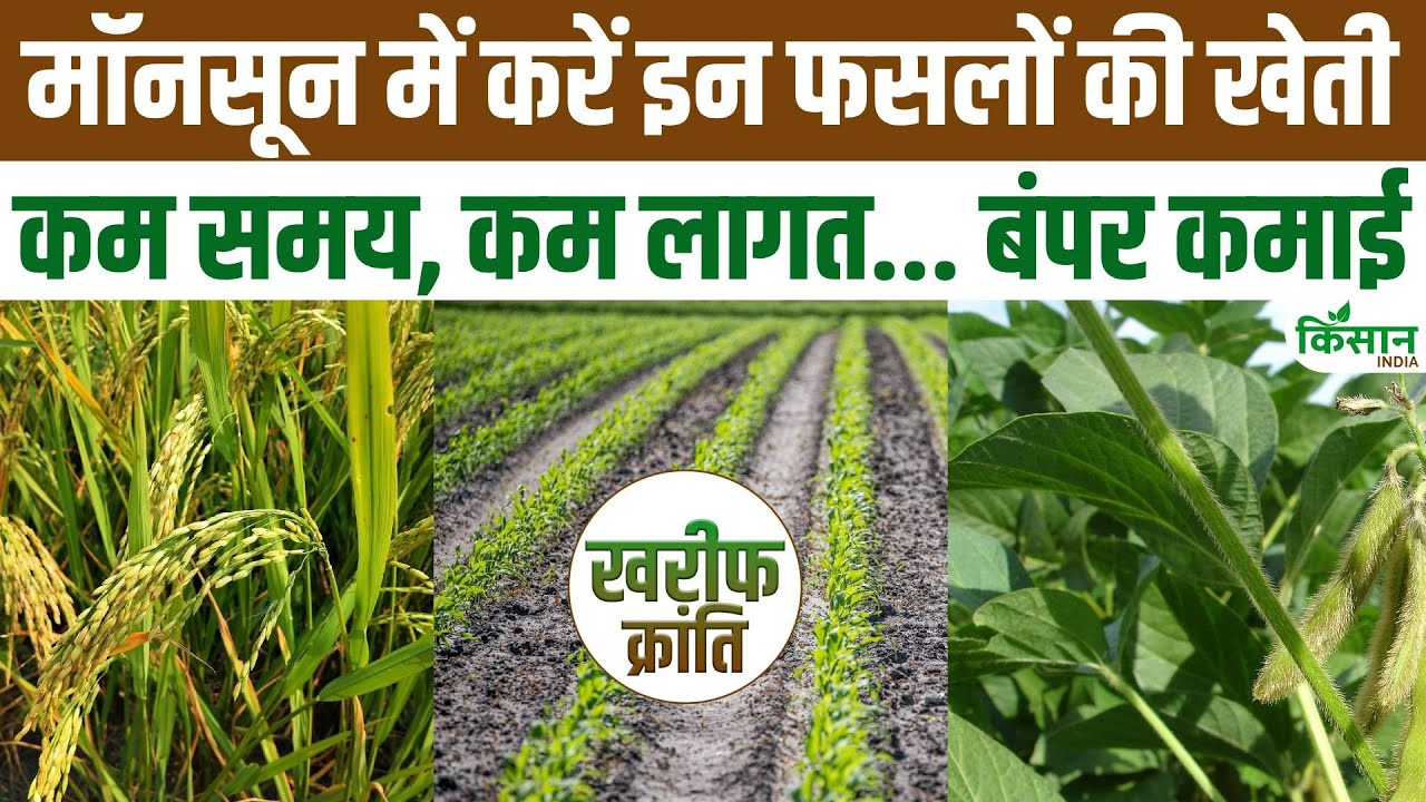 इस मॉनसून करें इन 5 फसलों की खेती, लाखों में हो सकता है मुनाफा