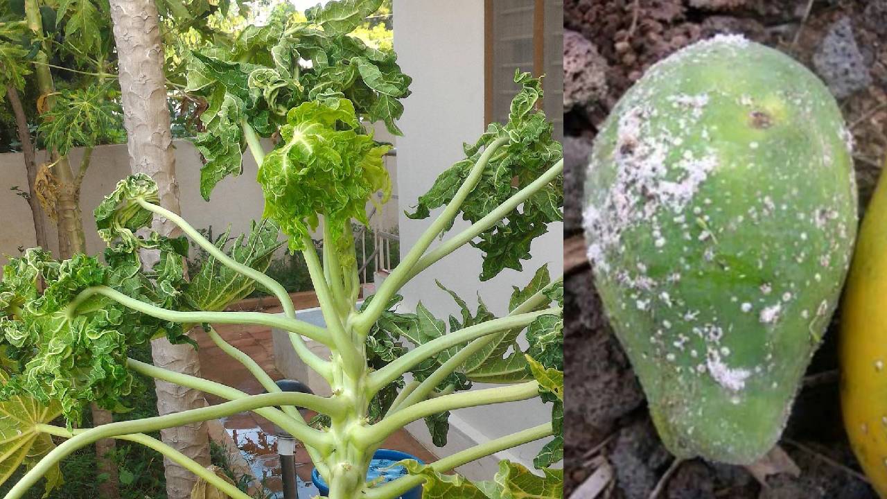 पपीते की पत्तियां सिकुड़ने और फल गिरने से कैसे बचाएं? जानें ये आसान टिप्स