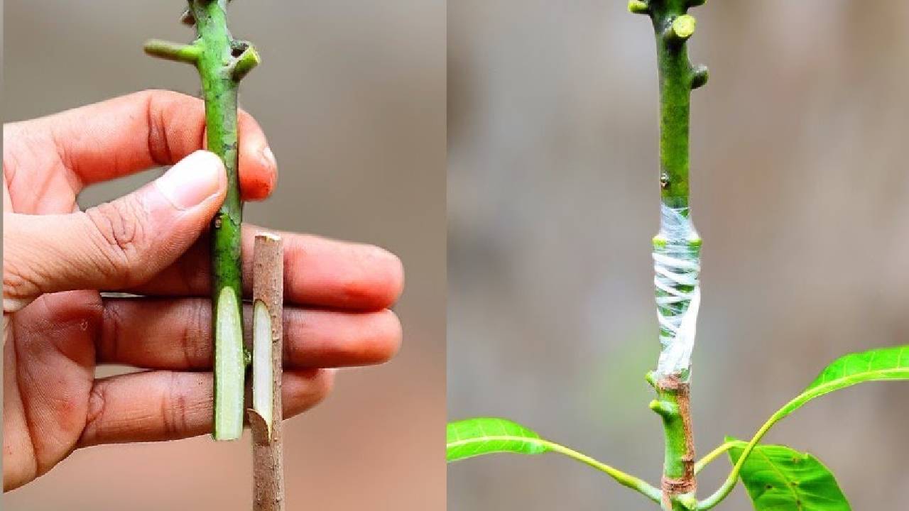 केला हो या आम, अब बीमारियों से नहीं डरेंगे पेड़- ग्राफ्टिंग से होगा समाधान