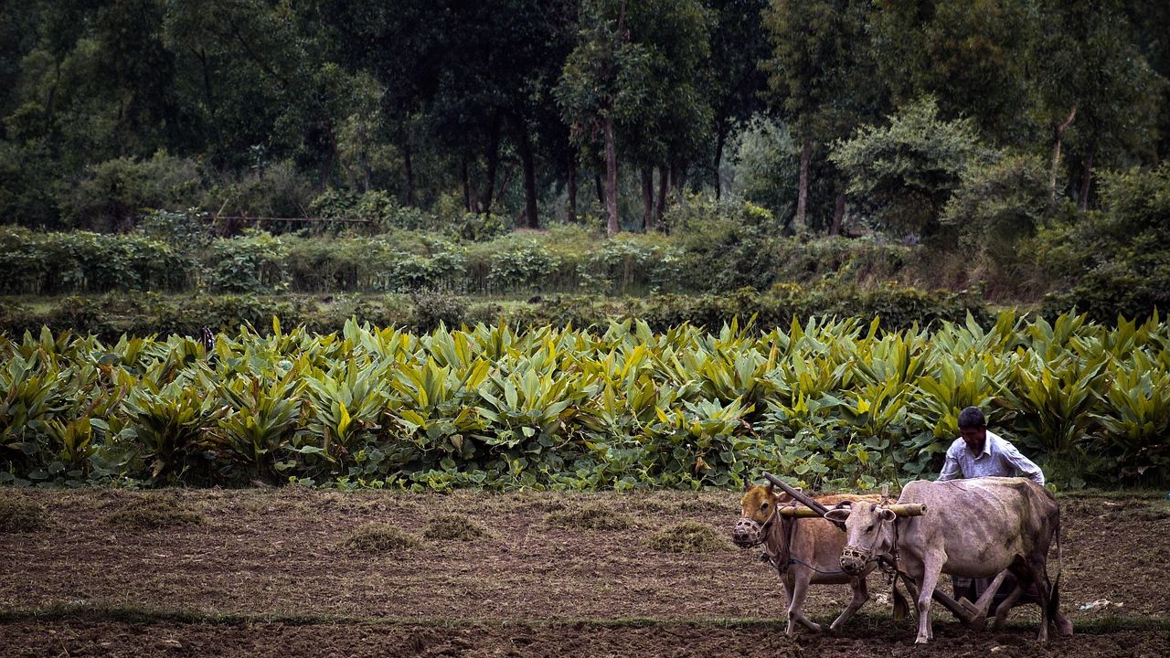 किसान खरीफ फसलों का जरूर कराएं बीमा, नुकसान की भरपाई कर रही सरकार