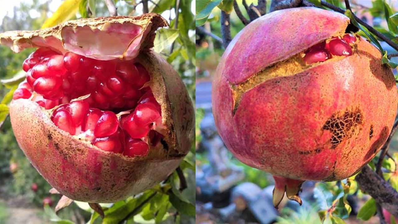 अनार के फल क्यों फटते हैं? जानिए वजह और बचाव के उपाय