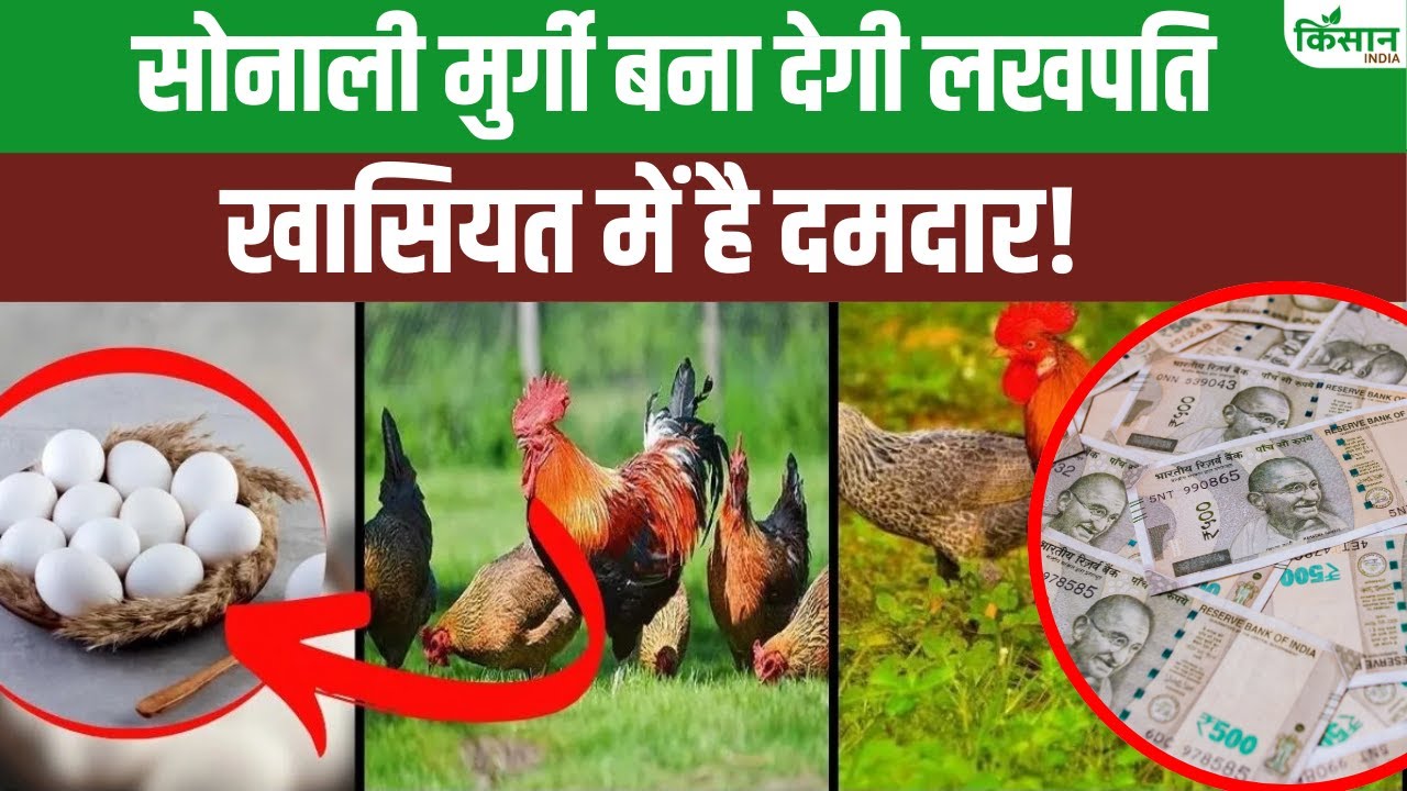 मुर्गी की ये नस्ल किसानों को बना रही अमीर, कम लागत में हो रहा ज्यादा मुनाफा