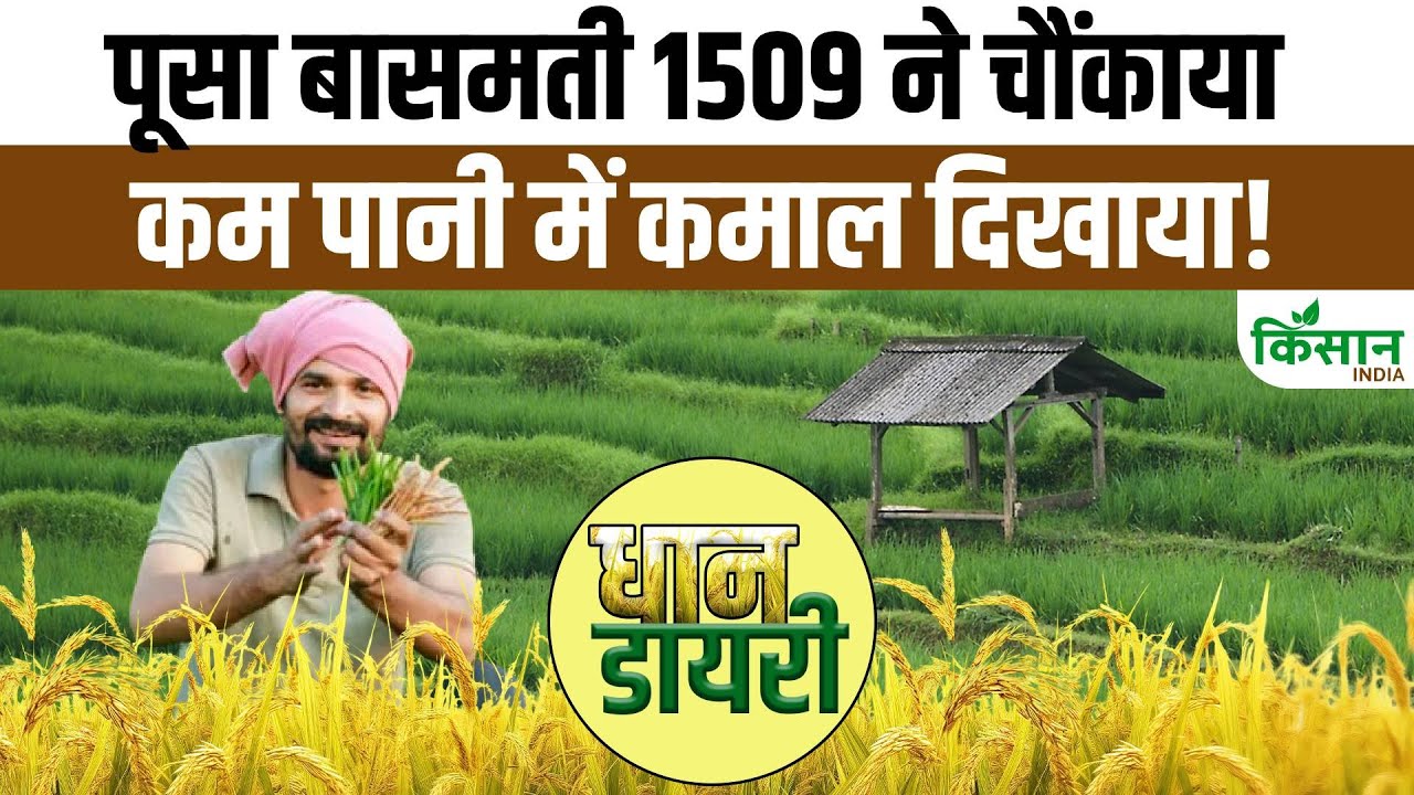 बासमती की ये किस्म खेती के लिए है बेस्ट, जानें क्या है खासियत