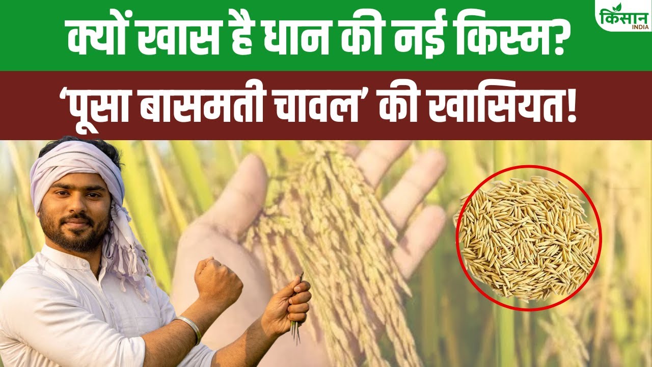 अब कम पानी में नहीं छोड़नी पड़ेगी धान की खेती, इस नई किस्म की करें खेती