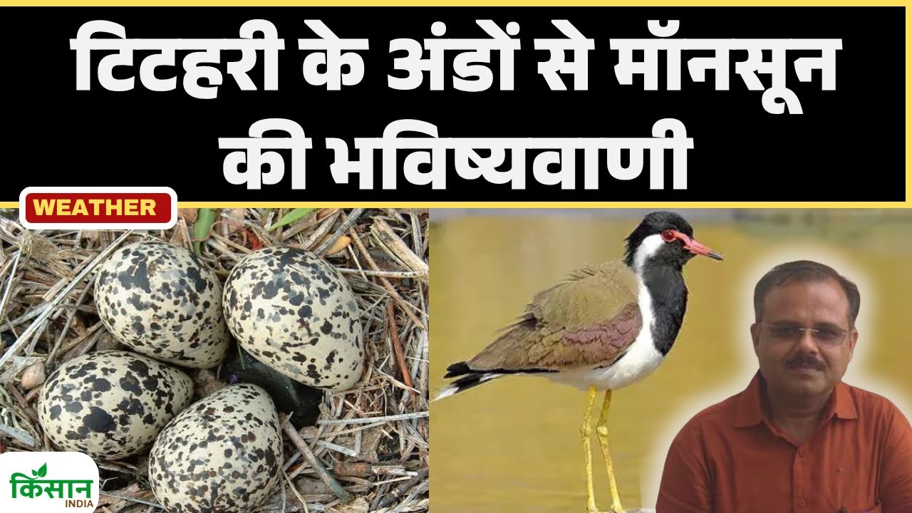 Monsoon 2025: टिटहरी के अंडों से मौसम की रहस्यमयी भविष्यवाणी