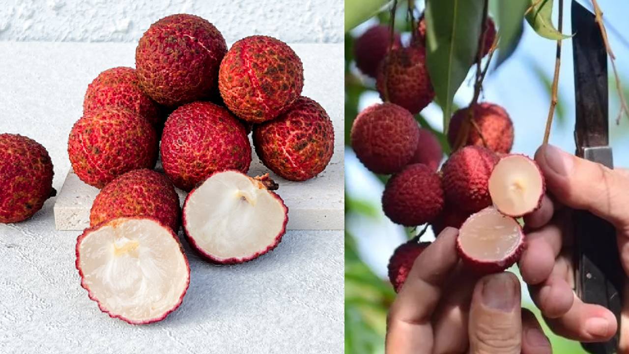 अब बिना बीज की लीची का मजा लीजिए, जानिए खास किस्में और फायदे