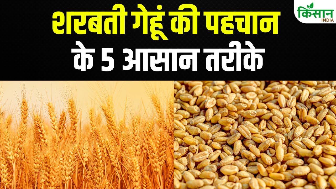 भारत के इस गेहूं की है दुनिया भर में मांग, जानिए क्यों है खास