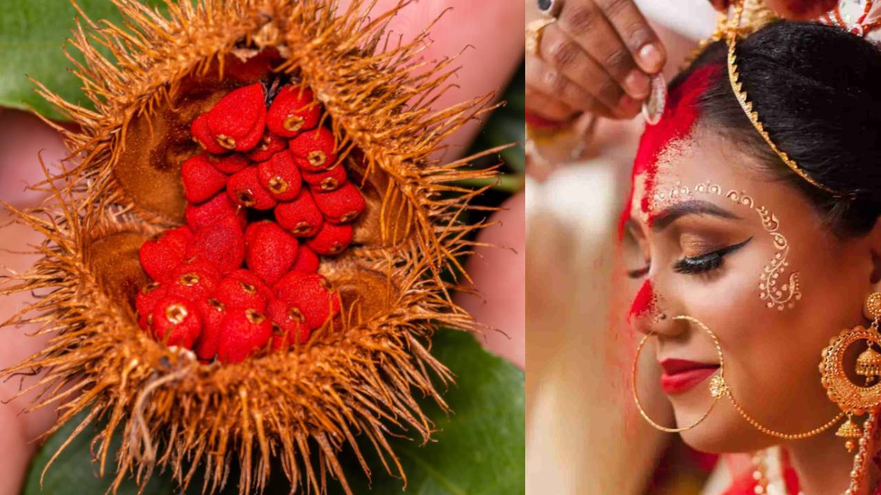 सिंदूरी: वो पौधा जिससे मिलता है सुहाग का रंग और किसानों को मुनाफा
