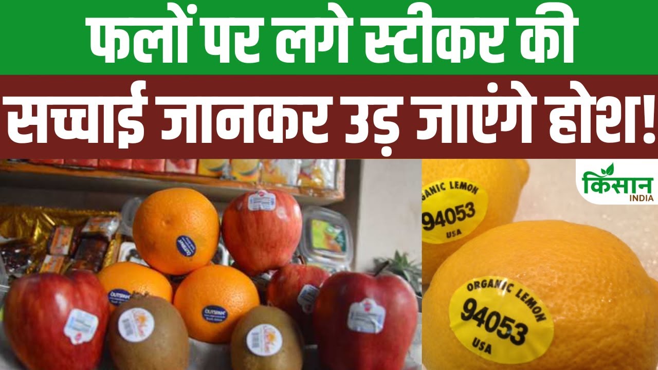 स्टीकर का मतलब नहीं होता बेस्ट क्वालिटी, कहीं फल खरीदने में आप भी तो नहीं कर रहे गलती