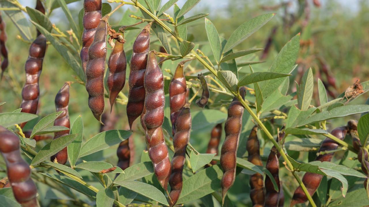 MP की तीन खास फसलें जल्द पाएंगी GI टैग, किसानों को मिलेगा बड़ा फायदा