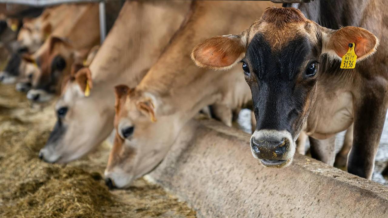 सावधान! गलती से न खिलाएं ये अनाज, बन सकता है गाय-भैंस के लिए जहर