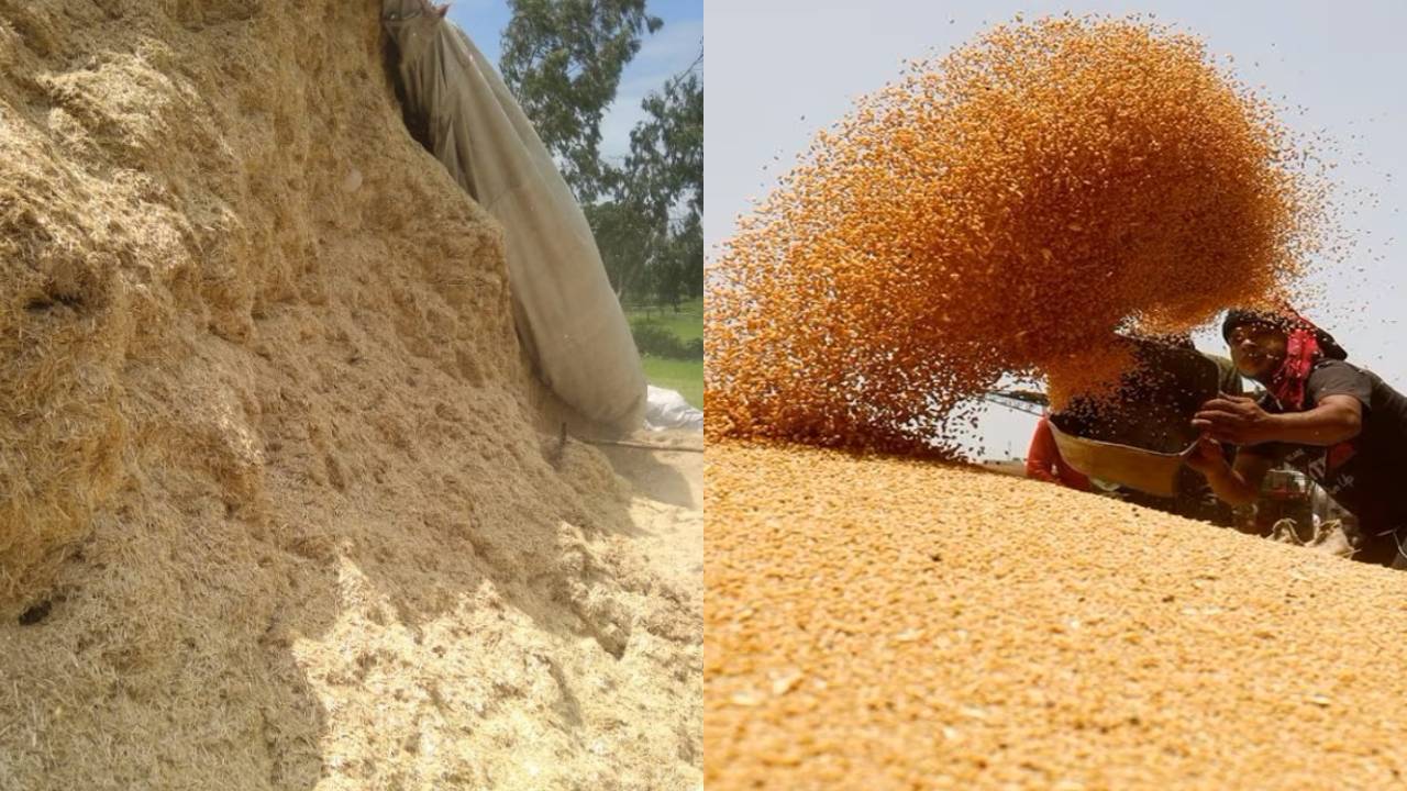 गेहूं के साथ अब भूसे की भी सरकारी खरीद, जानें क्यों यूपी सरकार ने उठाया यह कदम?