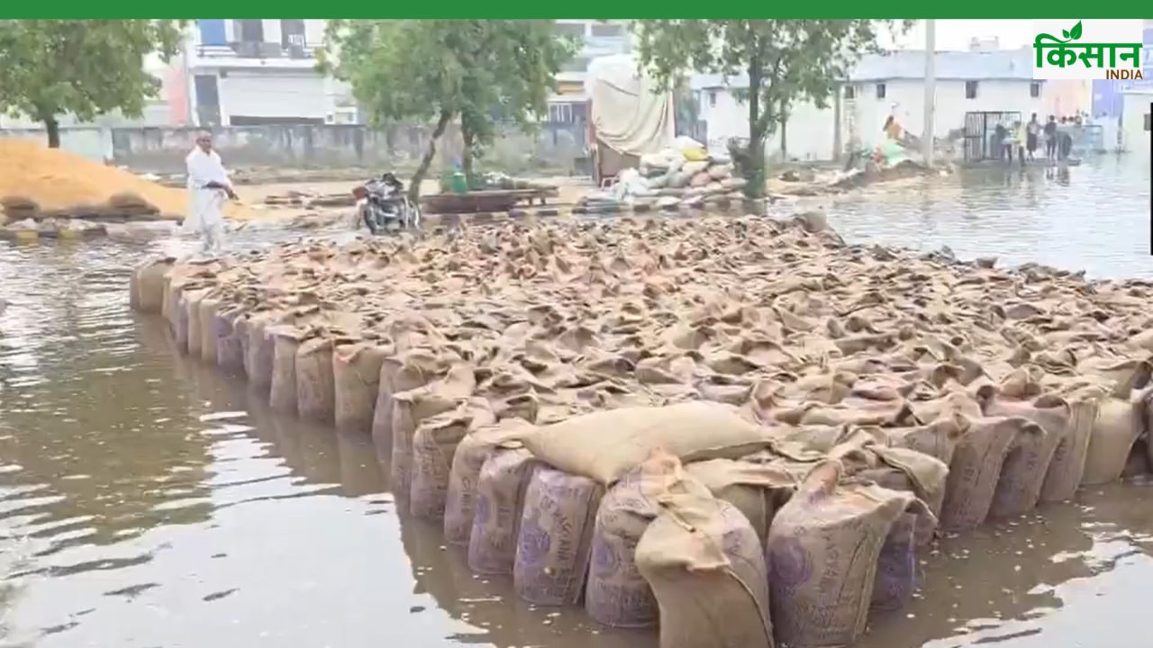 पंजाब की मंडियों में जलभराव, खुले में रखी गेहूं की हजारों बोरियां बारिश में भीगी