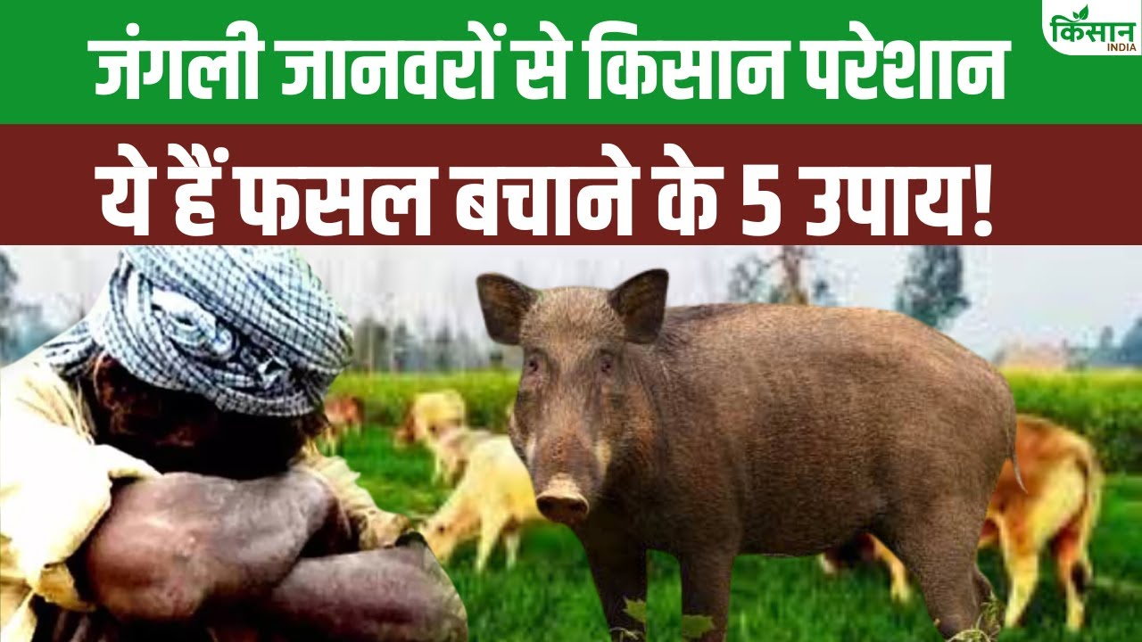 जंगली जानवरों के आतंक से हैं परेशान, किसान बचाव के लिए कर लें ये उपाय