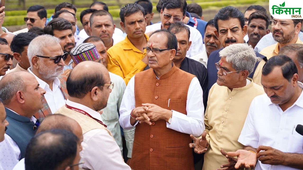 कपास-गन्ना और दलहन उपज बढ़ाने पर जोर, येलो मोजैक रोग ने कृषि मंत्री की चिंता बढ़ाई