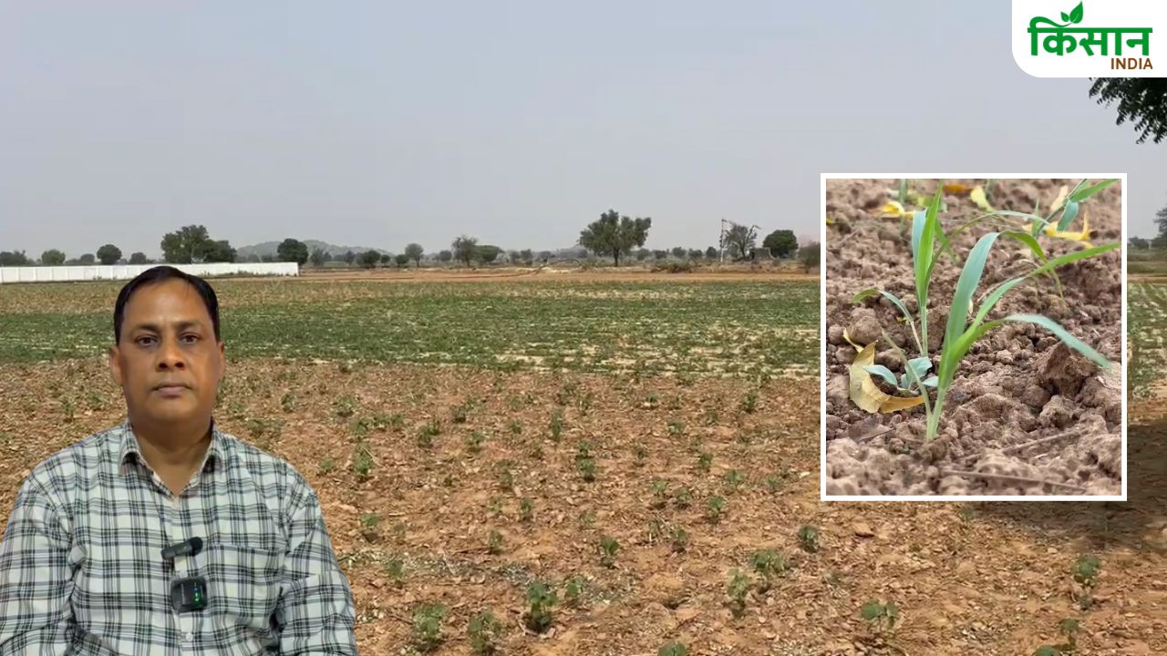 मॉनसून में बाजरा की खेती करें किसान, कृषि अधिकारी ने उपज-मुनाफा बढ़ाने के टिप्स दिए