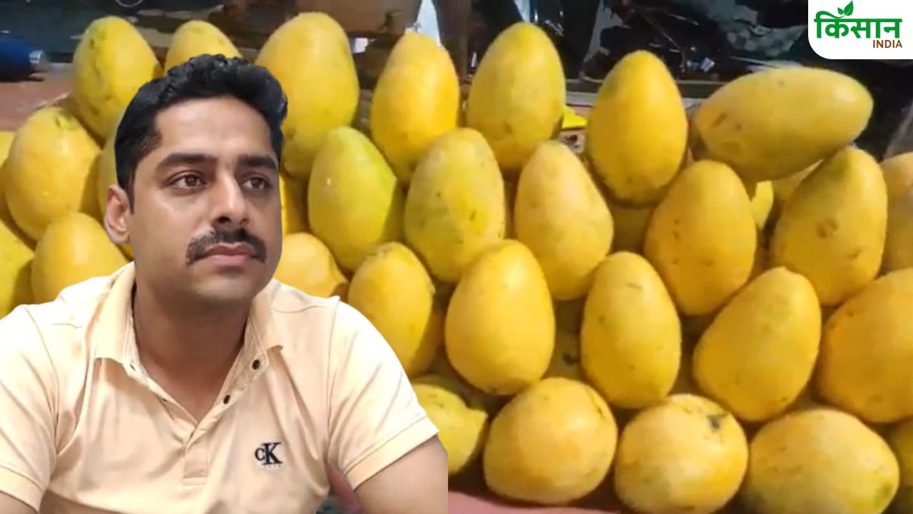 अलवर की मंडियों में दशहरी आम की धूम, बाजार में हर दिन आ रही 4 लाख किलो खेप