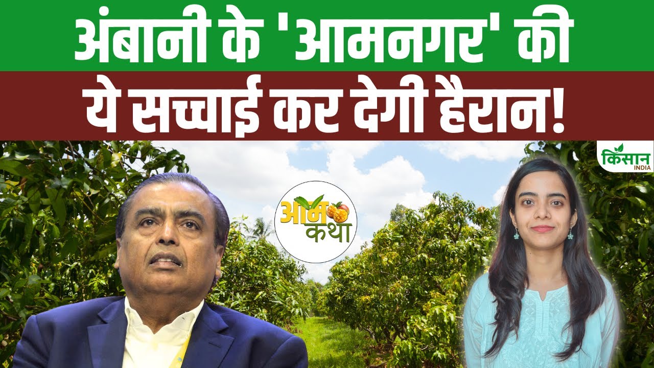 अंबानी के ‘आम ऑर्चर्ड’ में होती ही देश-विदेश से आए आमों की खेती, 600 एकड़ में फैला है आमनगर