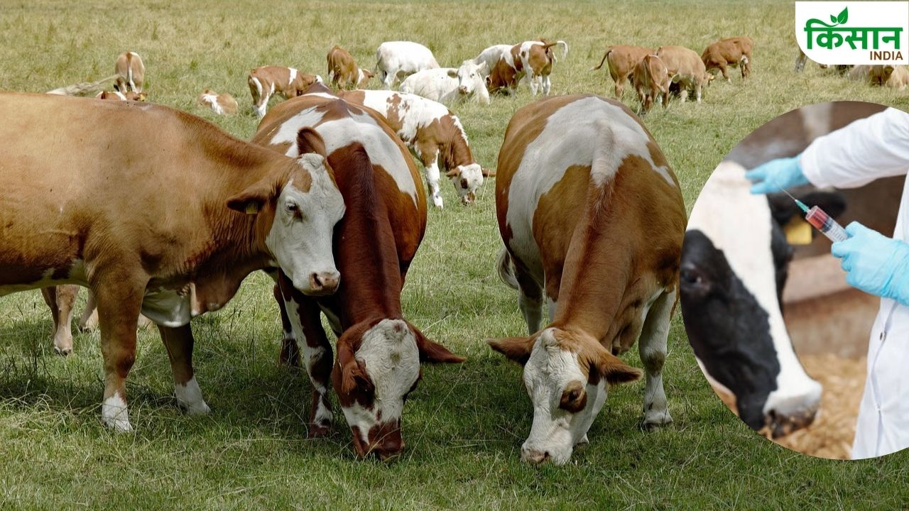 बरसात से पहले सरकार का बड़ा प्लान, चारा-टीका और गोशालाओं की व्यवस्थाओं पर सख्ती