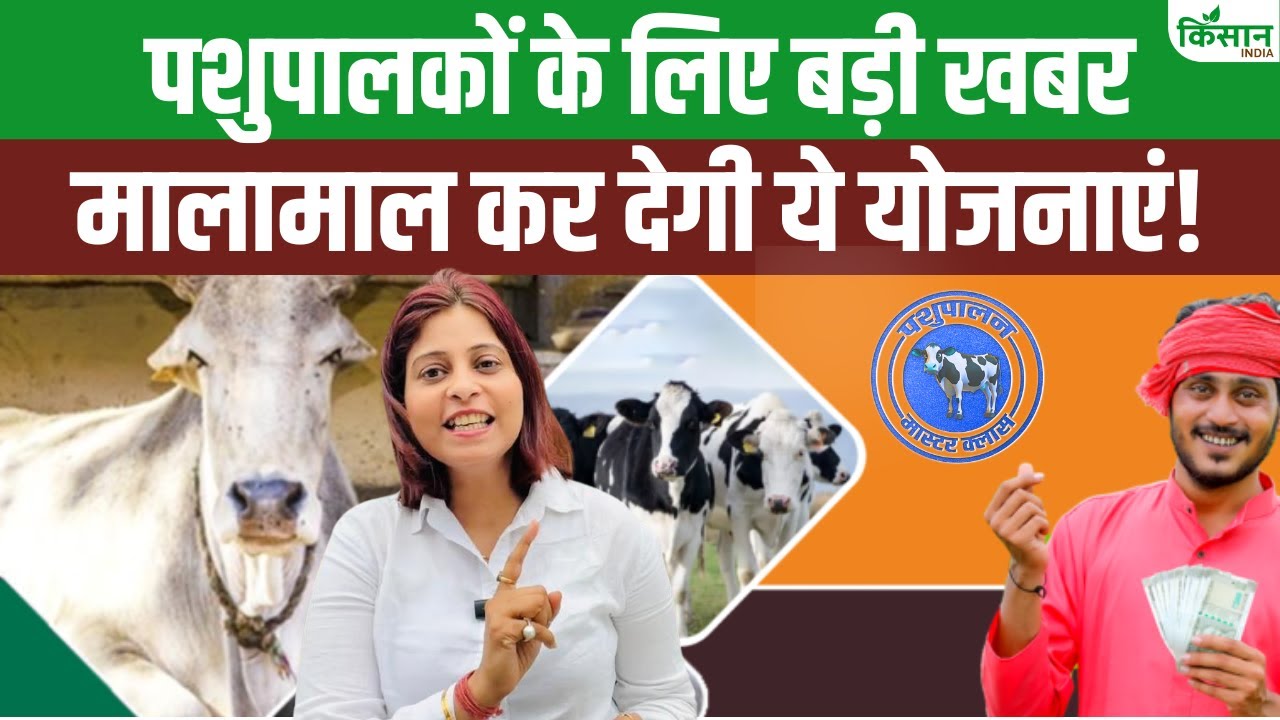 हिमाचल में पशुपालन करना होगा आसान, सरकार की ओर से मिलेगी 50 फीसदी सब्सिडी