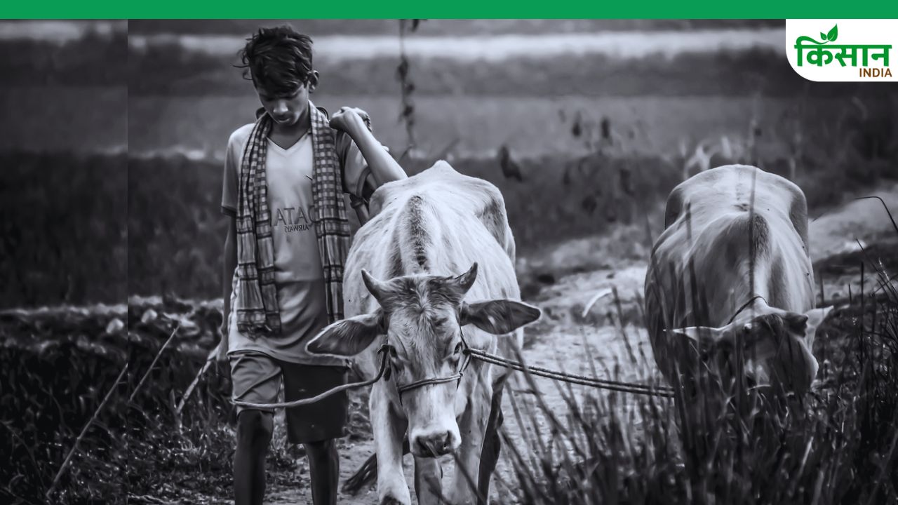 बिना किसी खर्च के 40 हजार तक का पशु बीमा, गांव-गांव तक पहुंचेगी सरकार की नई योजना
