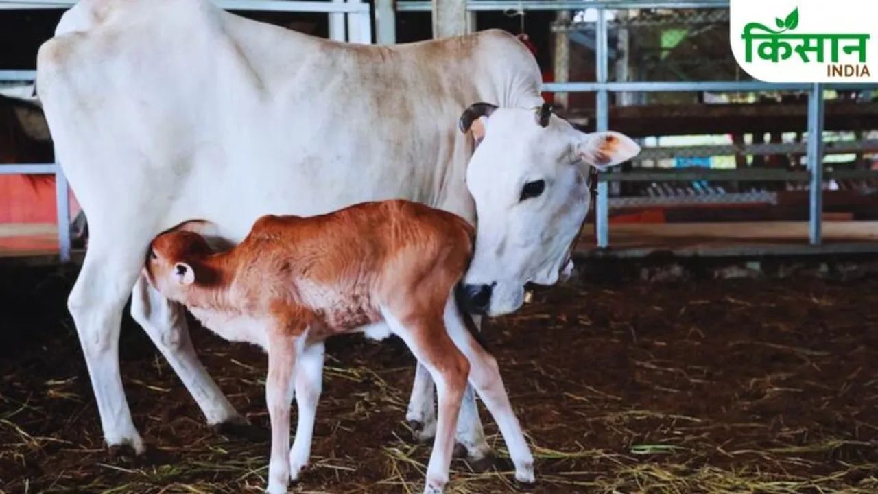 बरसात में दुधारू पशुओं को भूलकर भी न खिलाएं गीला चारा.. इस बीमारी का रहता है खतरा