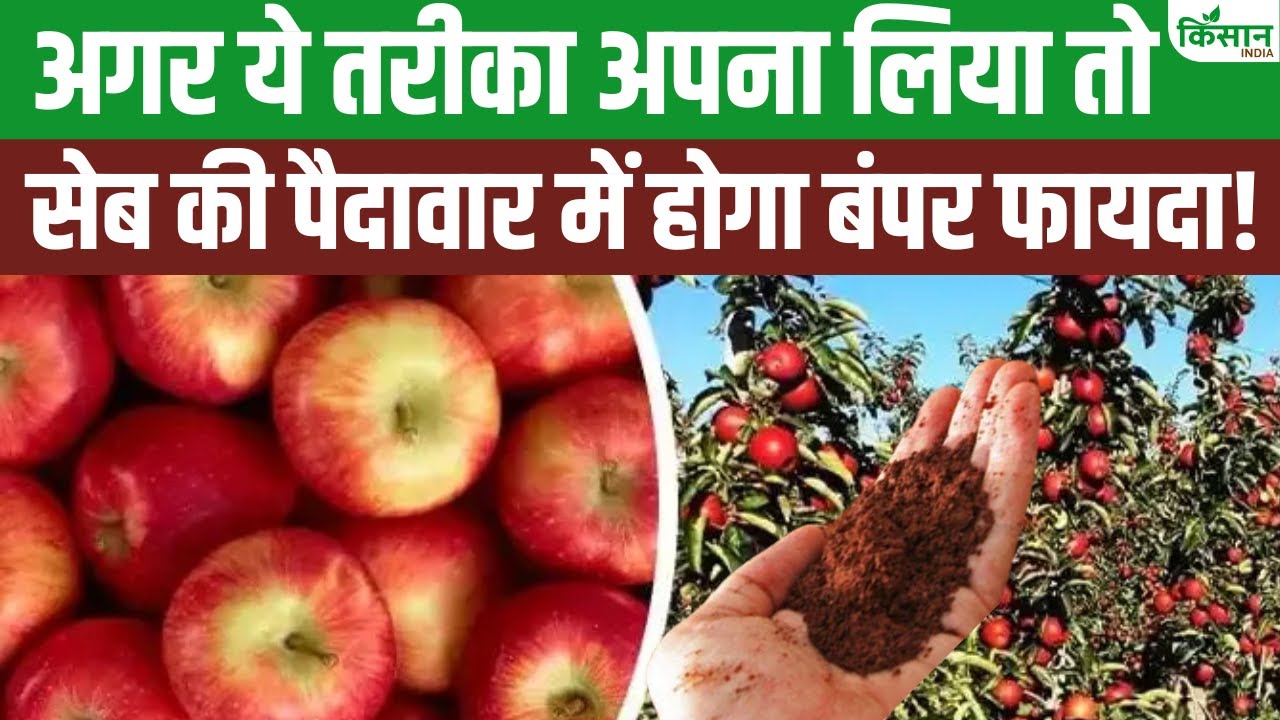 सेब की खेती से पहले कर लें मिट्टी की जांच, अच्छे उत्पादन के लिए है बेहद जरूरी
