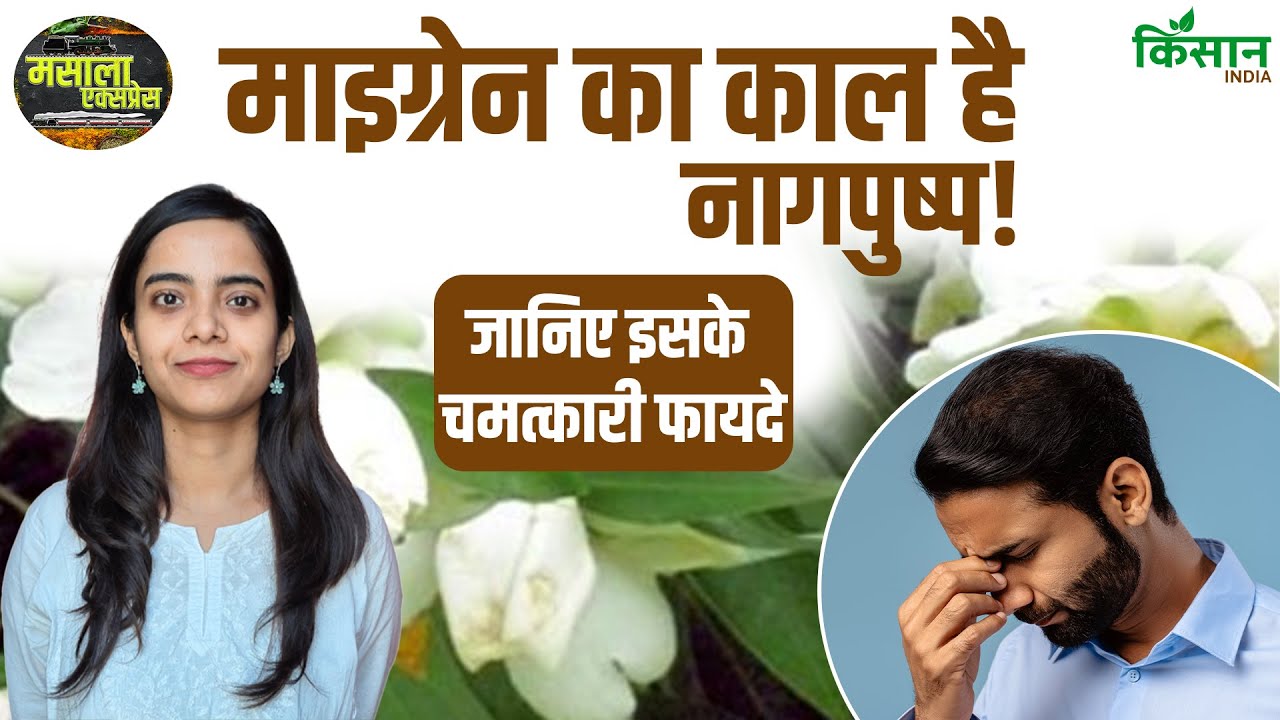 नागचंपा के नाम से जाना जाता है ये पौधा, माइग्रेन के इलाज के लिए आयुर्वेद में होता है इस्तेमाल