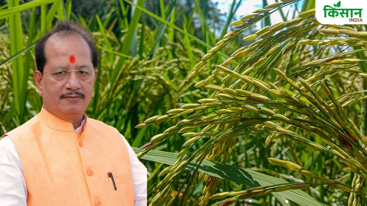 मुफ्त मिलेंगे खरीफ फसलों के बीज, हाइब्रिड धान के 30 हजार क्विंटल बीज स्टॉक में रखे