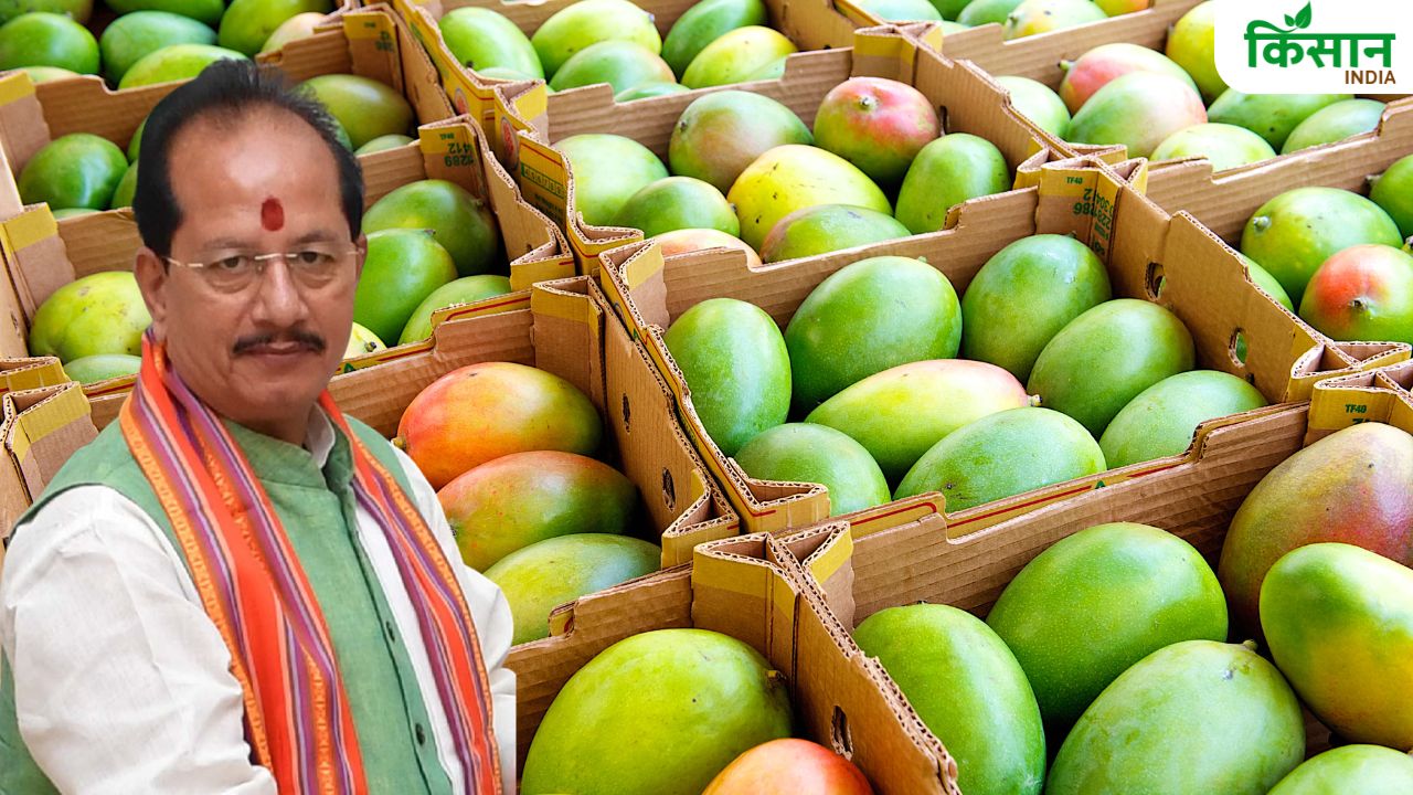 साऊदी अरब जाएंगे बिहार के आम, साल 2024-25 में 2235 मीट्रिक टन का निर्यात