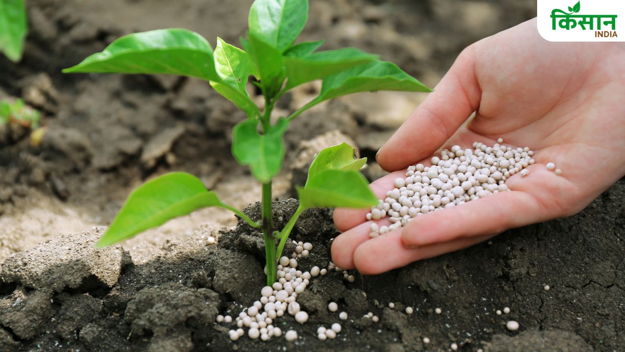 फूल और फल वाले पौधों के लिए है बेस्ट बोन मील, पढ़ें डिटेल्स