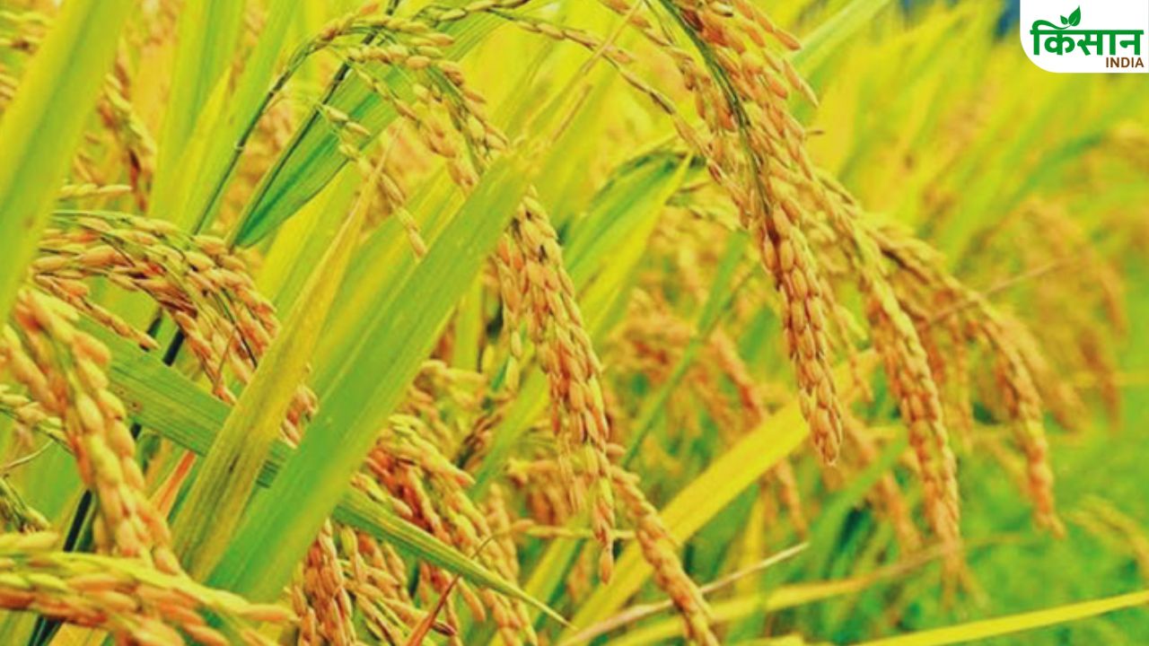 तालाब-झील के किनारे बोरो धान की खेती, नरेंद्र 97 से गौतम तक ये हैं टॉप वैरायटी