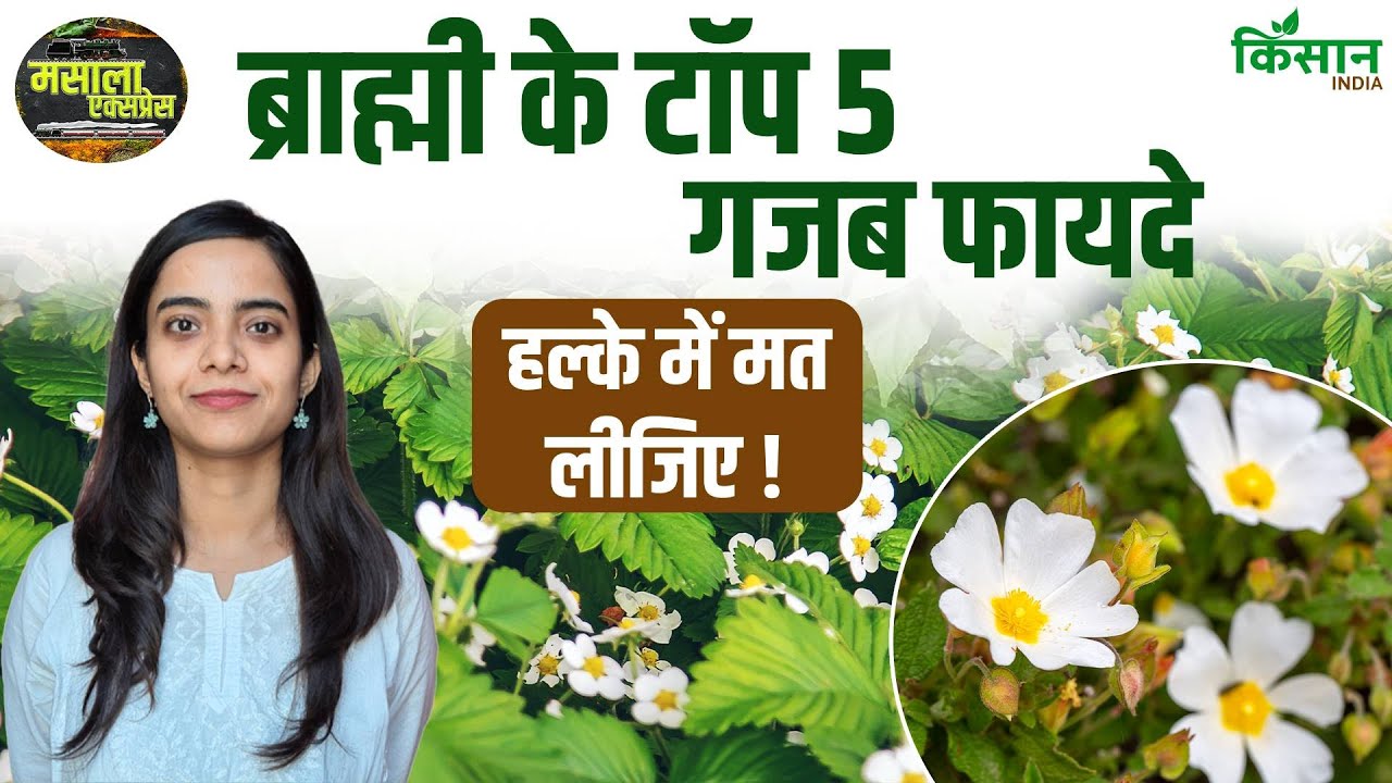 स्ट्रेस कम करने में मदद करती है ब्राह्मी, जानें घर पर उगाने का सही तरीका