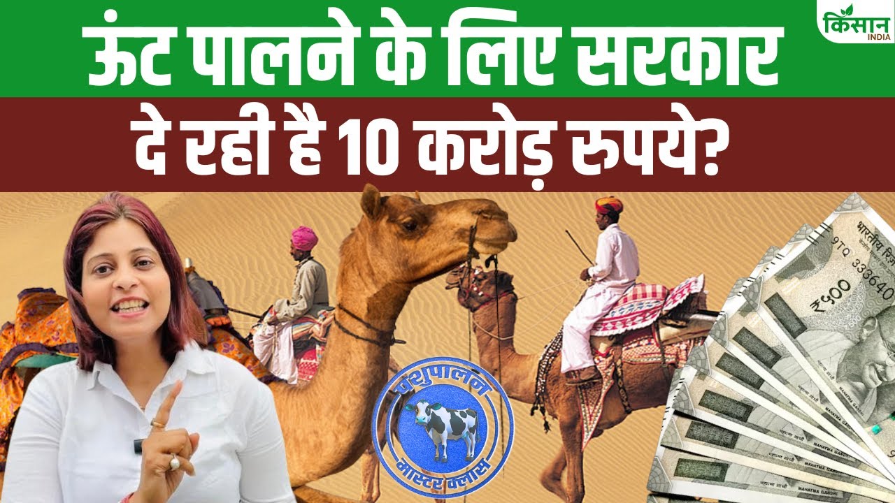 पोषक तत्वों से भरपूर है ऊंटनी का दूध, पालन पर सरकार दे रही 10 करोड़ रुपये