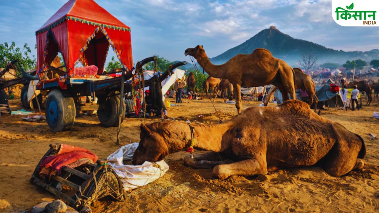 ऊंट पालन बना फायदे का सौदा, खर्च करो आधा और बाकी पैसा दे रही सरकार