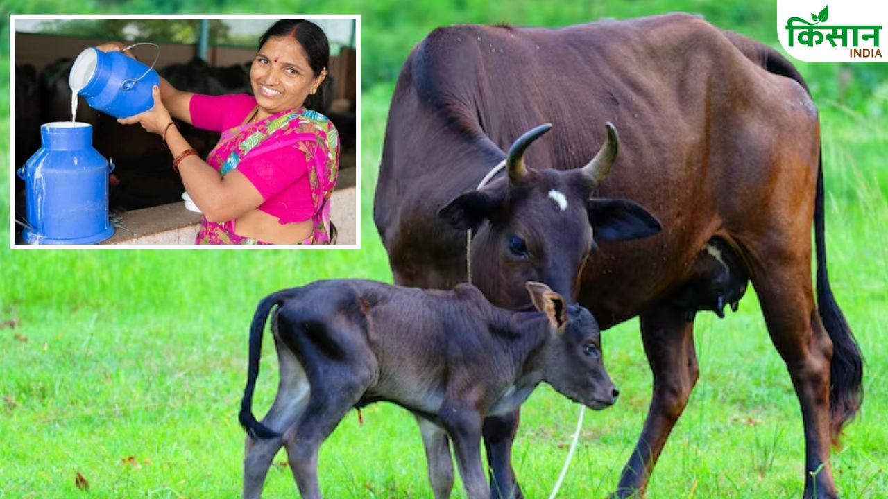 दूध बढ़ाना है तो डाइट सुधारिए, जानिए गाय-भैंस के लिए कैसा हो संतुलित आहार