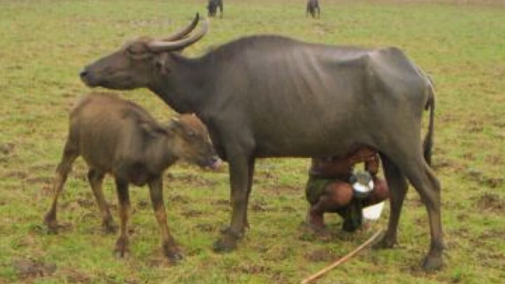 Chilika Buffalo: उड़ीसा की चिल्का भैंस खारे पानी की वनस्पतियों पर जीवित रह सकती है. यह नस्ल औसतन 500 लीटर दूध देती है और कठोर जलवायु में भी टिकाऊ होती है. Chilika Buffalo: उड़ीसा की चिल्का भैंस खारे पानी की वनस्पतियों पर जीवित रह सकती है. यह नस्ल औसतन 500 लीटर दूध देती है और कठोर जलवायु में भी टिकाऊ होती है.