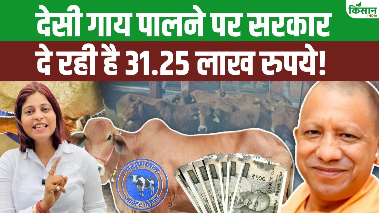 अब गाय पालन करना है आसान, नंदिनी कृषक समृद्धि योजना के तहत सरकार करेगी मदद