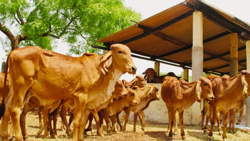 इन गायों की सेहत और दूध उत्पादन बनाए रखने के लिए रोजाना हरा चारा, सूखा चारा और कम से कम 2 किलो अनाज देना चाहिए. संतुलित आहार गाय को ऊर्जा देता है और बीमारियों से बचाता है. इन गायों की सेहत और दूध उत्पादन बनाए रखने के लिए रोजाना हरा चारा, सूखा चारा और कम से कम 2 किलो अनाज देना चाहिए. संतुलित आहार गाय को ऊर्जा देता है और बीमारियों से बचाता है.