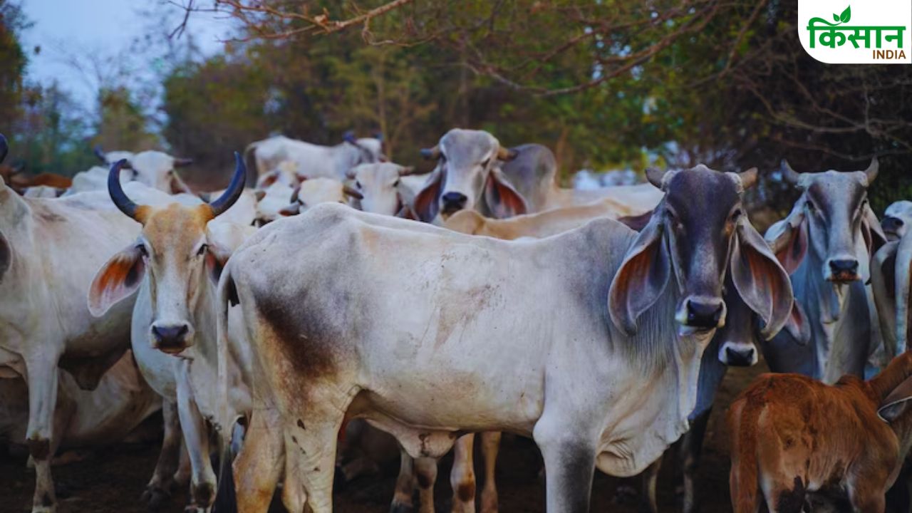गौ पालन की ओर बढ़ रहा है लोगों का रुझान, गंगाजल यात्रा से गौसेवा जागरूकता बढ़ा रहे युवा